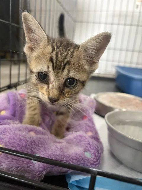 A baby small-sized male Tabby (Tiger Striped) Tabby cat named Charlie for adoption in Paulina, LA