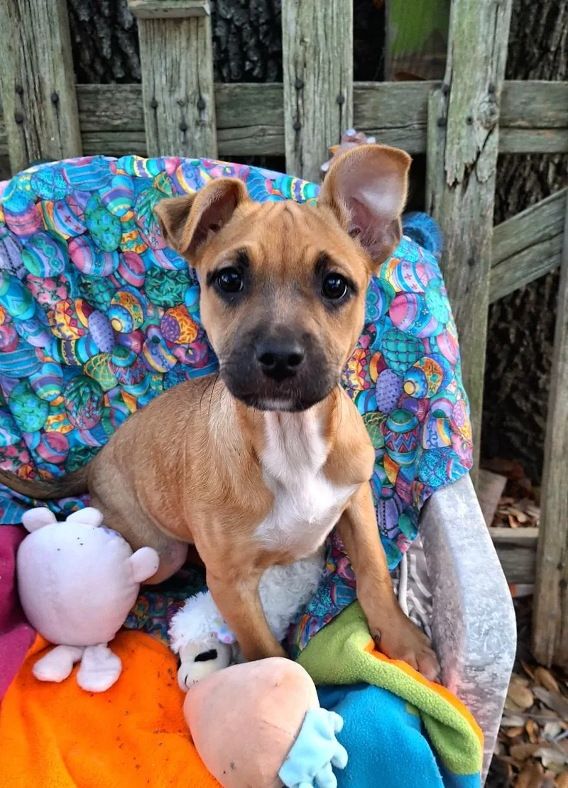 Ashalee Wvt thumbnail 3