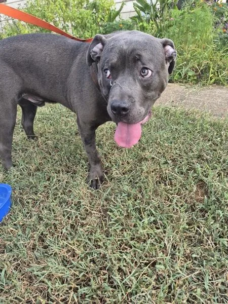 An adult medium-sized male Pit Bull Terrier dog named Ic Spence for adoption in Lawrenceville, GA