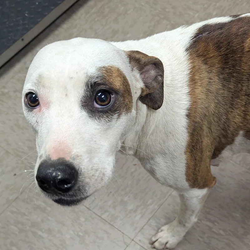 An adult medium-sized female Brindle Pit Bull Terrier dog named Starla for adoption in Birmingham, AL
