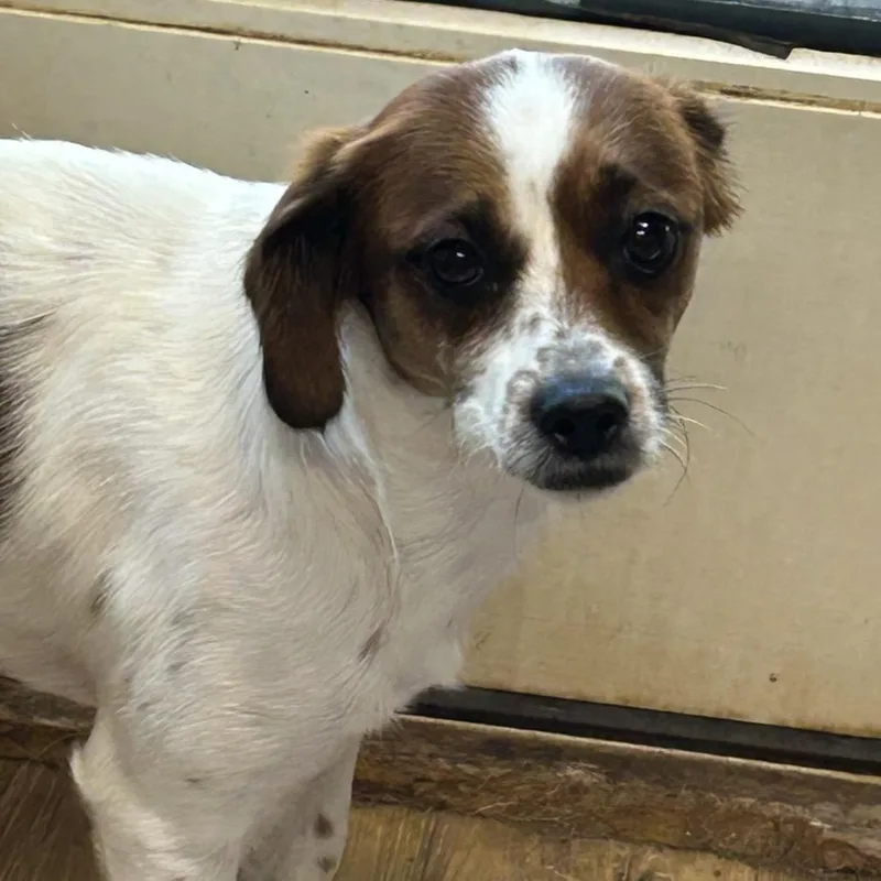 An adult small-sized female Brown / Chocolate Jack Russell Terrier dog named Wishbone for adoption in Rockville, MD