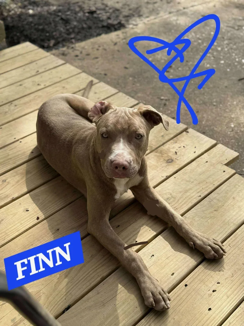 An adult medium-sized male Brown / Chocolate Pit Bull Terrier dog named Finn for adoption in Watertown, CT
