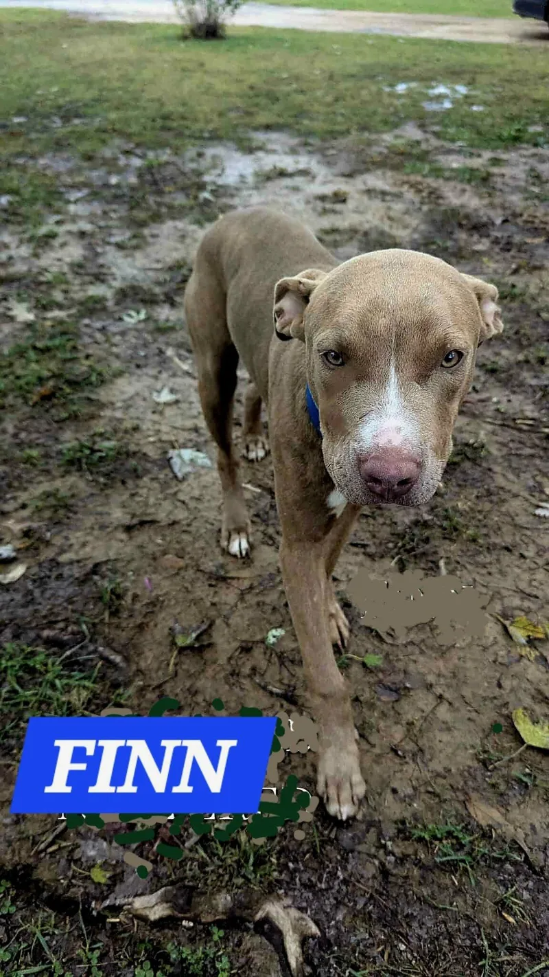 Finn thumbnail 2