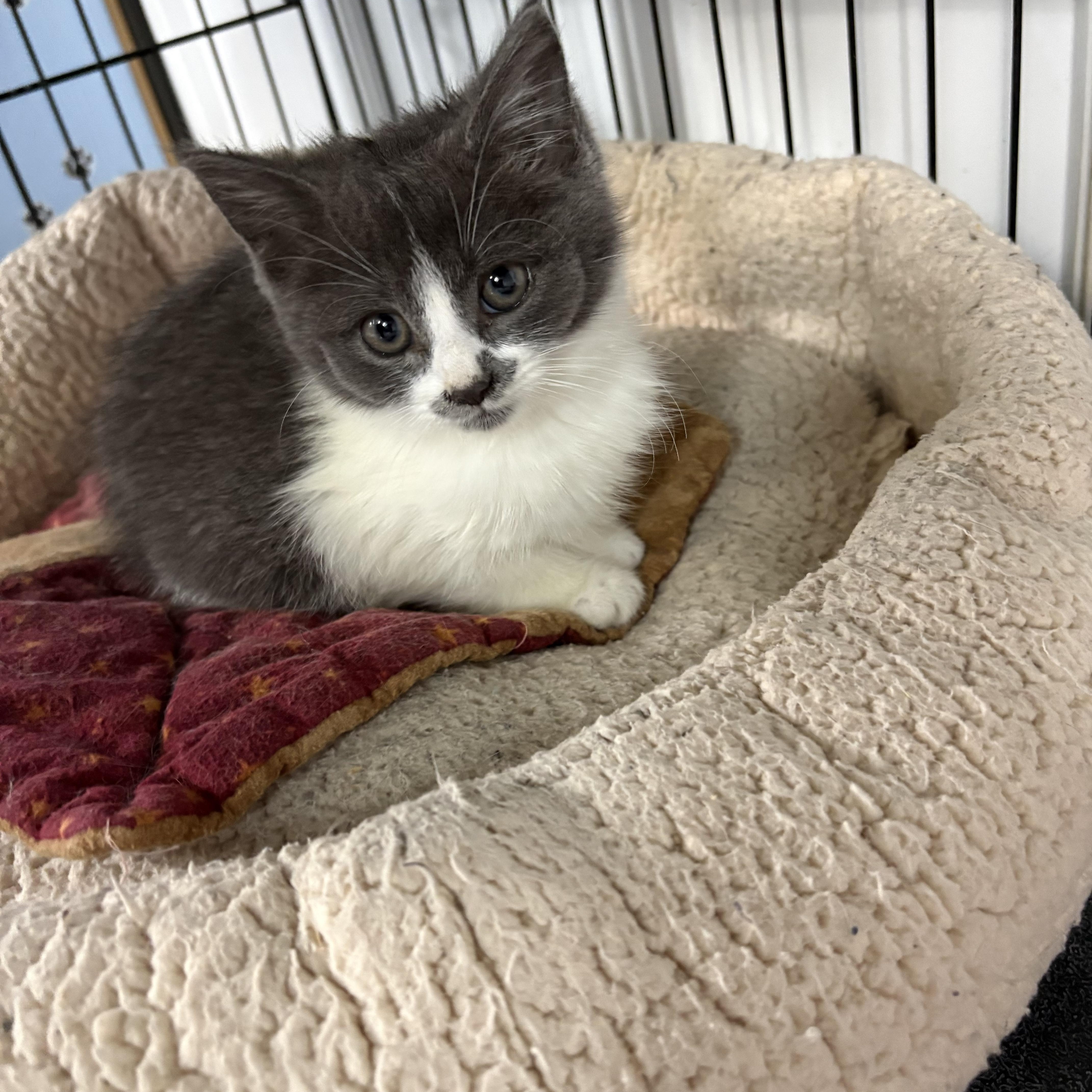 A baby medium-sized female American Shorthair cat named Marble for adoption in Big Rapids, MI