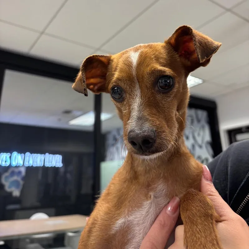 An adult small-sized male Brown / Chocolate Chihuahua dog named Emiliano A for adoption in Mission Hills, CA