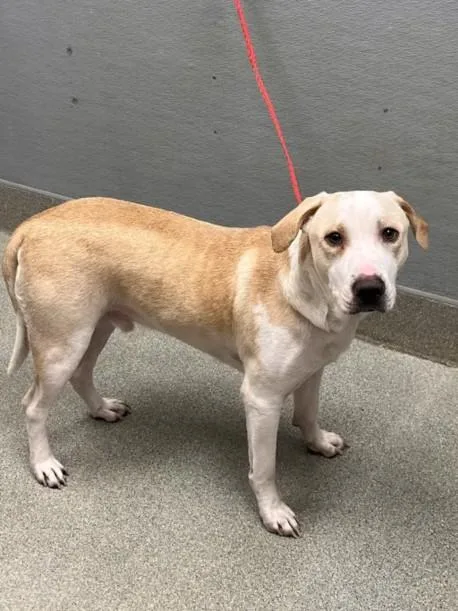 A young large-sized male Pit Bull Terrier dog named Peanut for adoption in Las Vegas, NV