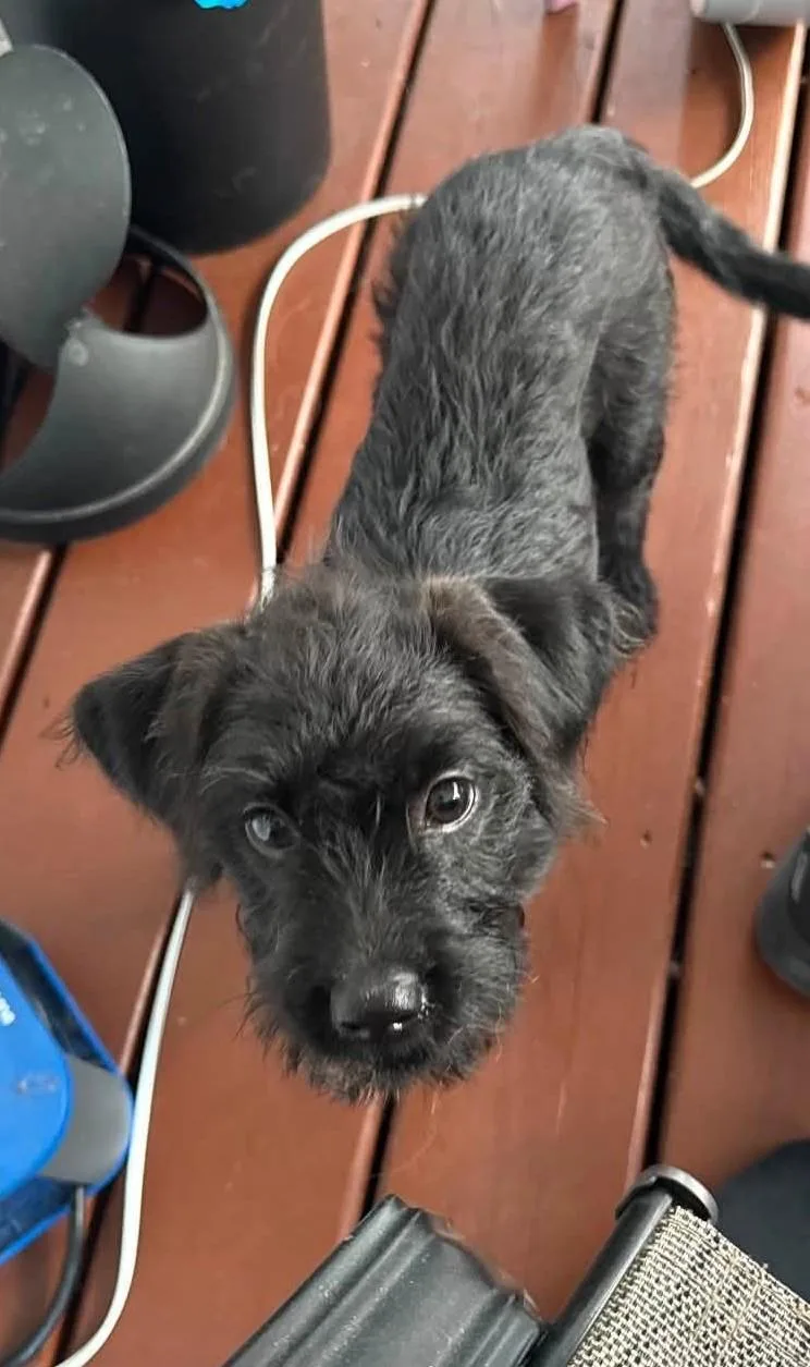 A baby medium-sized female Black Terrier dog named Lainey for adoption in Detroit, MI