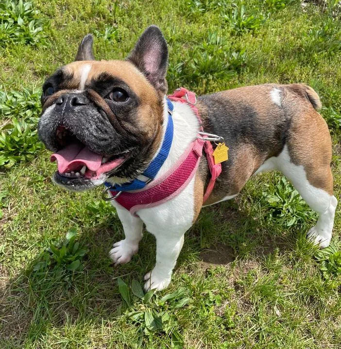 An adult small-sized female French Bulldog dog named Stella for adoption in Jackson, MI