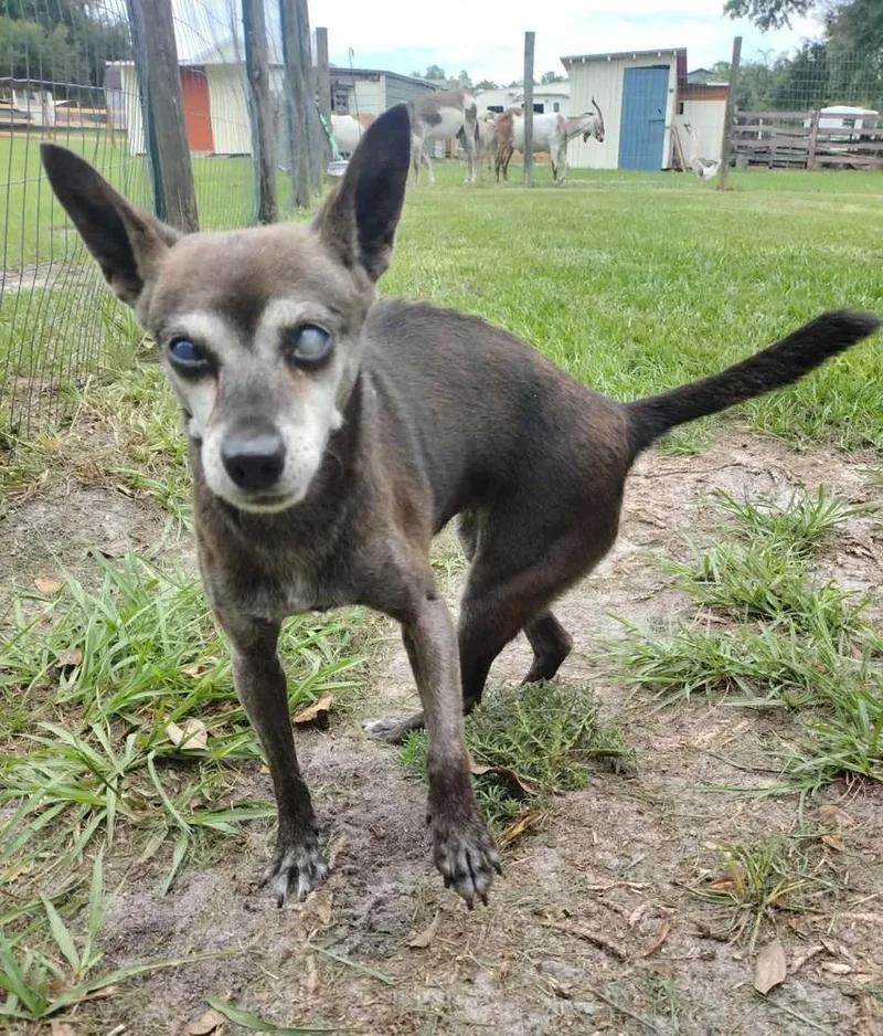 A senior small-sized female Gray / Blue / Silver Chihuahua dog named Larissa for adoption in Winter Garden, FL