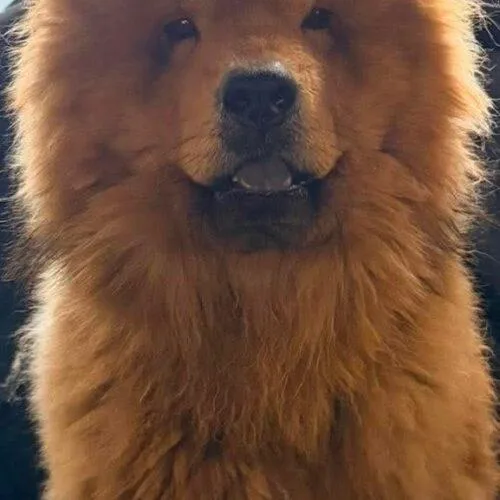 Boss Bear