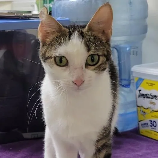A young medium-sized female Brown / Chocolate Domestic Short Hair cat named Daisy for adoption in Mazon, IL