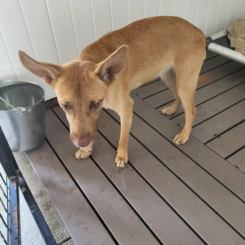 A young medium-sized female Yellow / Tan / Blond / Fawn Mixed Breed dog named Sweetybell for adoption in Lake Panasoffkee, FL