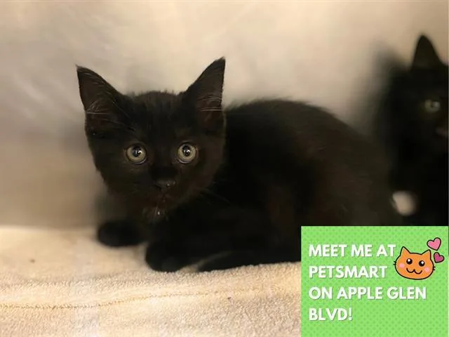 A baby medium-sized female Domestic Short Hair cat named Cheerio for adoption in Fort Wayne, IN