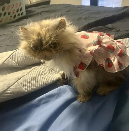 A senior small-sized female Persian cat named Duchess for adoption in Fort Worth, TX