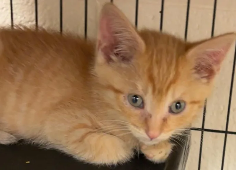 A baby small-sized male Domestic Short Hair cat named Tofu for adoption in Elizabethton, TN