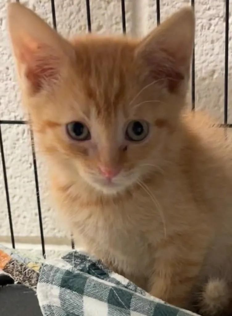 Tofu thumbnail 2