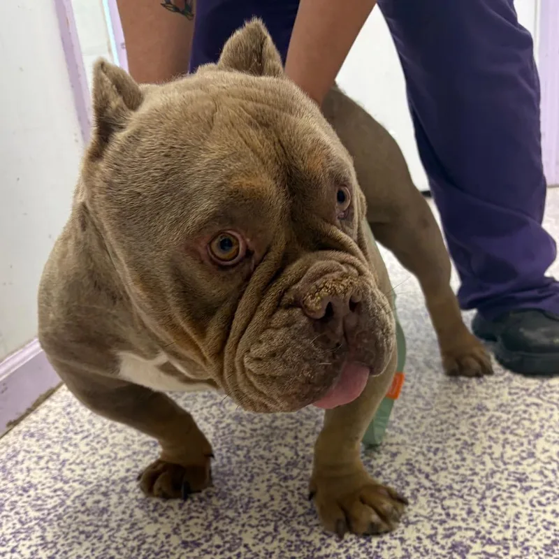 An adult medium-sized male Yellow / Tan / Blond / Fawn Pit Bull Terrier dog named Chipper for adoption in Northbrook, IL