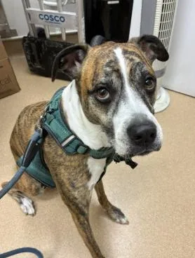 An adult medium-sized female Boxer dog named Nala for adoption in San Clemente, CA