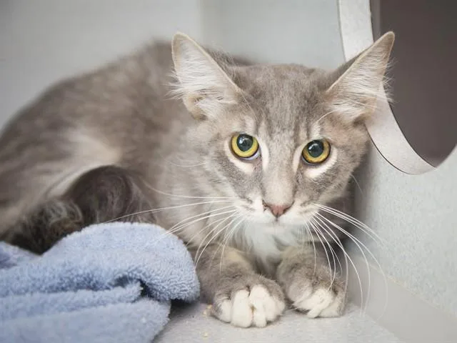 A young small-sized male Domestic Long Hair cat named Flounder for adoption in Phoenix, AZ