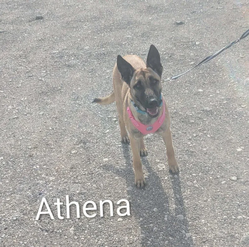 Athena thumbnail 4