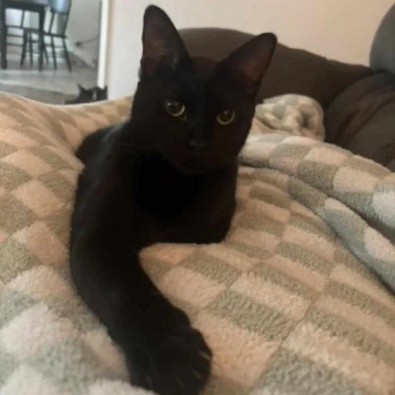 An adult large-sized male Black Domestic Short Hair cat named Reese for adoption in Booneville, AR