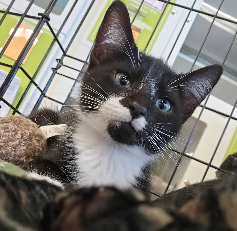 A baby medium-sized male Black & White / Tuxedo Domestic Short Hair cat named Coach for adoption in Nottingham, MD