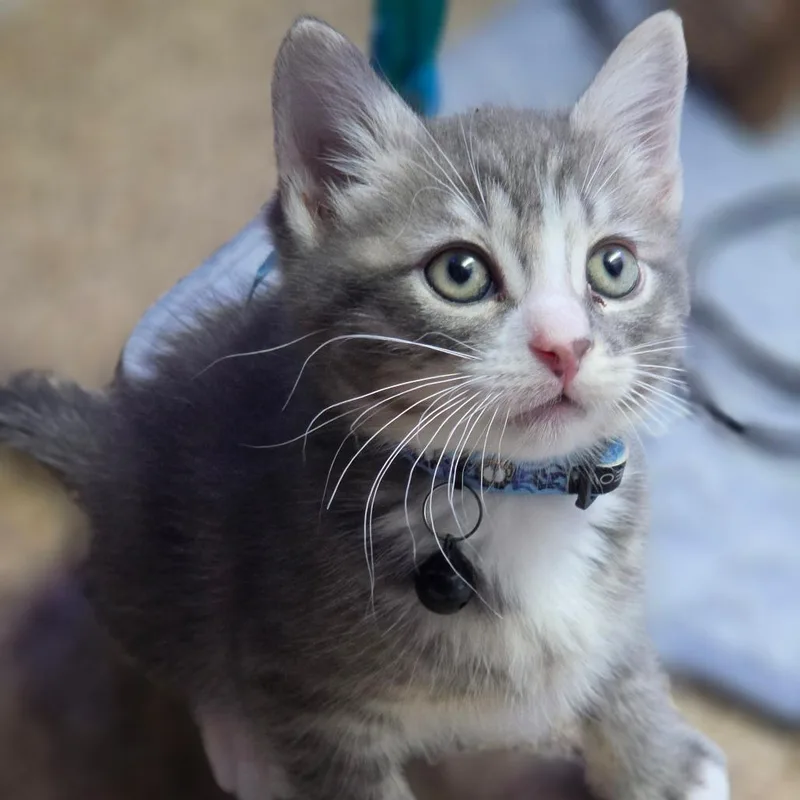 A baby small-sized male Gray / Blue / Silver Domestic Short Hair cat named Jax for adoption in Overland Park, KS