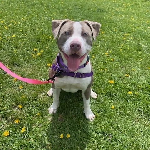 A young medium-sized female Mixed Breed dog named Lilly Maeso Outgoing & for adoption in Oshkosh, WI