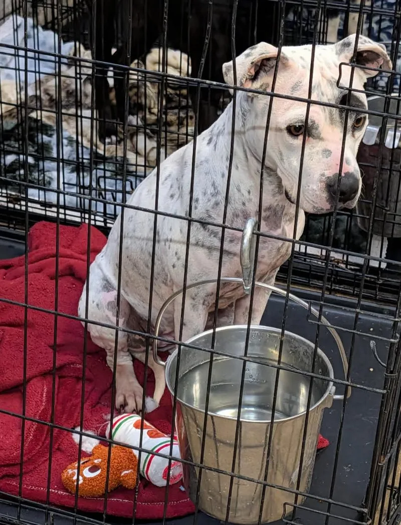 Sapphire thumbnail 4