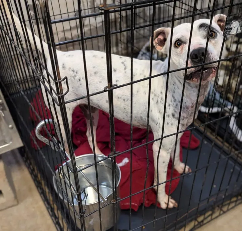 Sapphire thumbnail 5