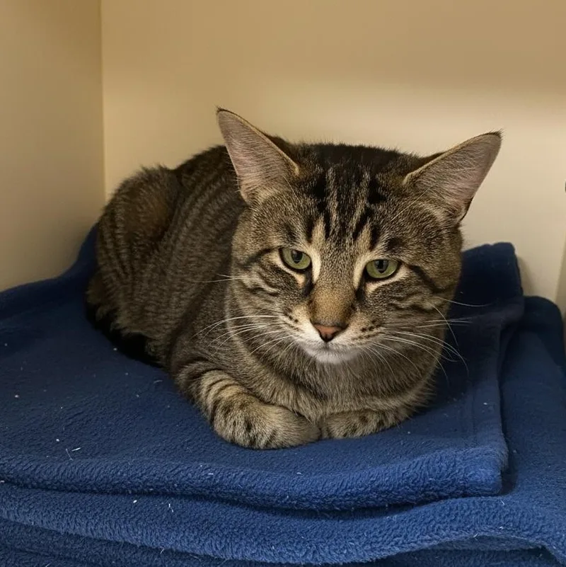 An adult medium-sized male Tabby (Brown / Chocolate) Domestic Short Hair cat named Tabster for adoption in Elyria, OH