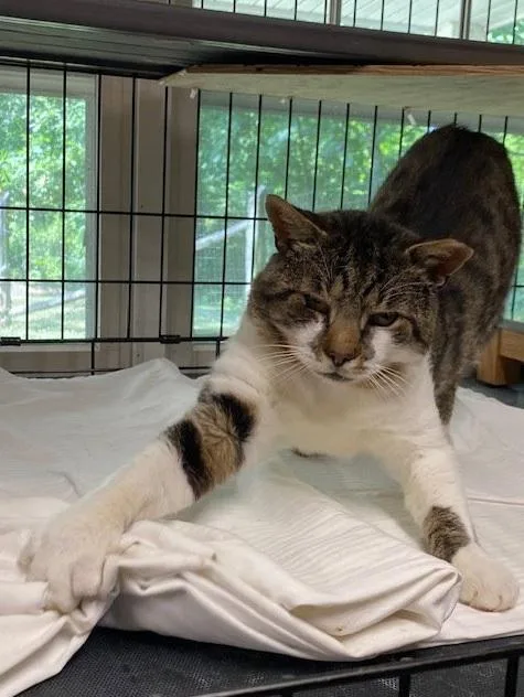 A young medium-sized male Tabby (Gray / Blue / Silver) Domestic Short Hair cat named Marksy for adoption in Lemoyne, PA