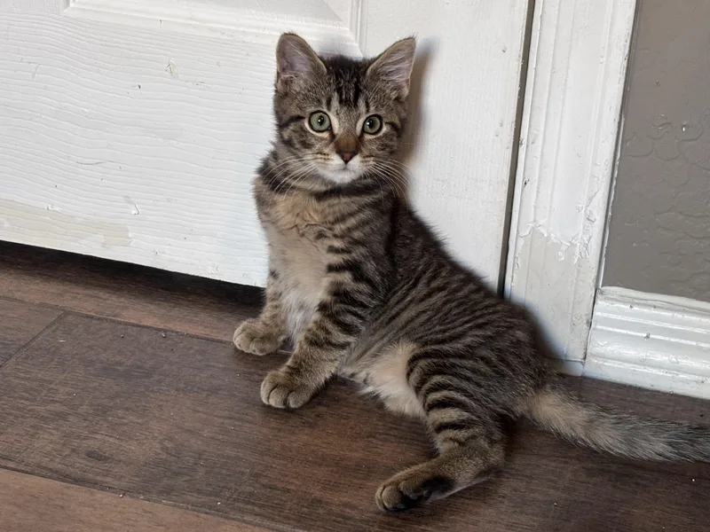 A baby small-sized male Domestic Short Hair cat named Basil for adoption in queen creek, AZ