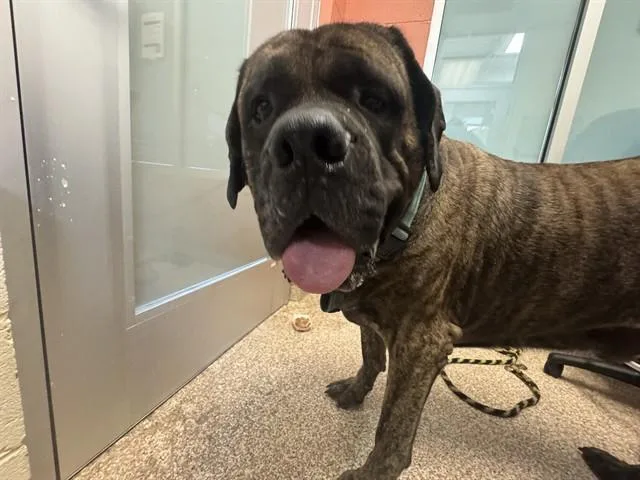 Gus