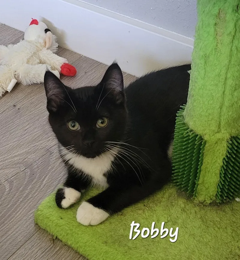 A baby medium-sized female Black & White / Tuxedo Domestic Short Hair cat named Bobby for adoption in Ephrata, WA