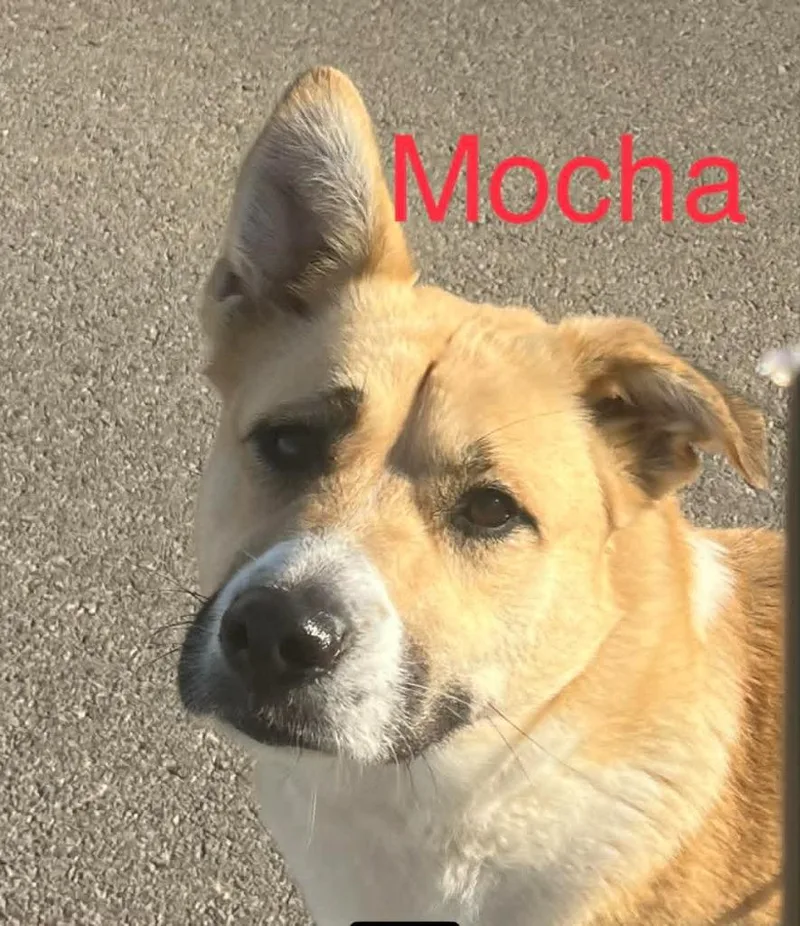 Mocha thumbnail 2