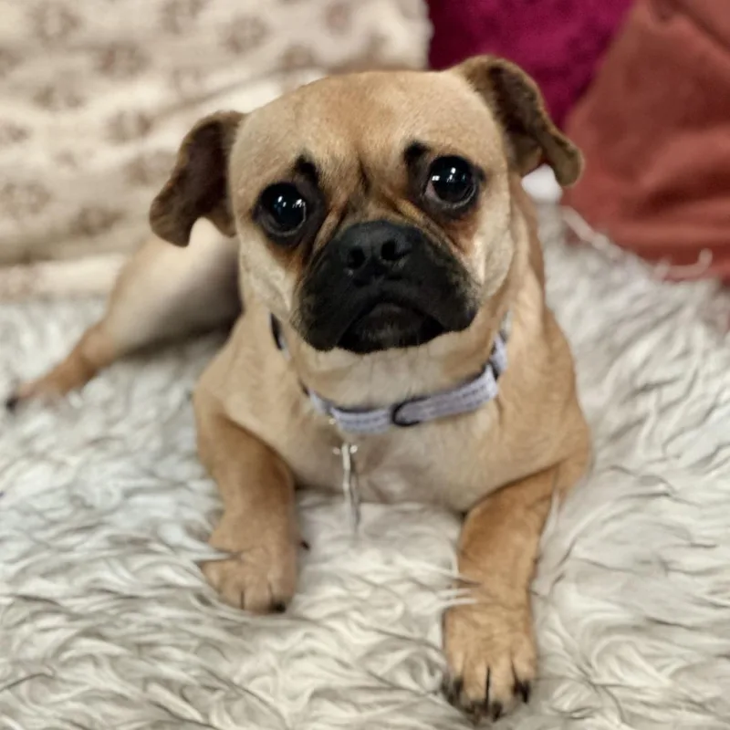 An adult small-sized female Yellow / Tan / Blond / Fawn Pug dog named Lucy for adoption in San Francisco, CA