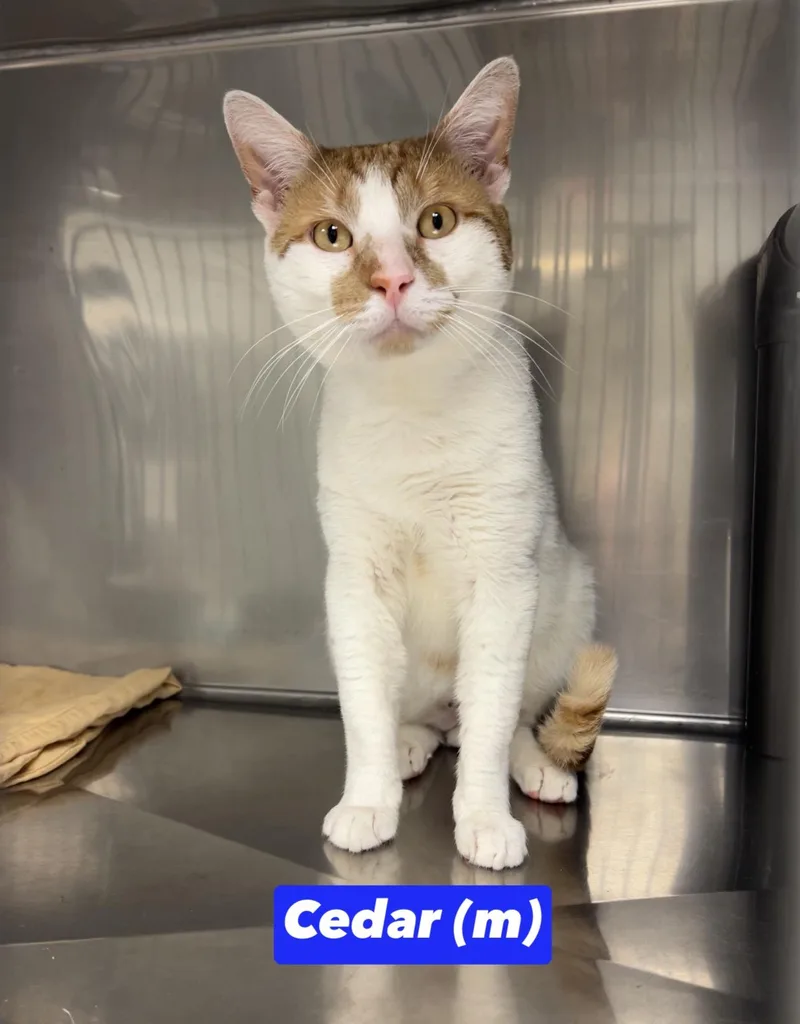 A young medium-sized male Orange & White Domestic Short Hair cat named Cedar for adoption in Montville, NJ