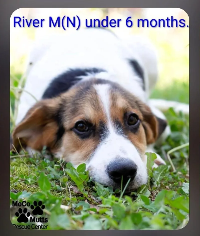 A baby medium-sized male White / Cream Mixed Breed dog named River for adoption in Chardon, OH