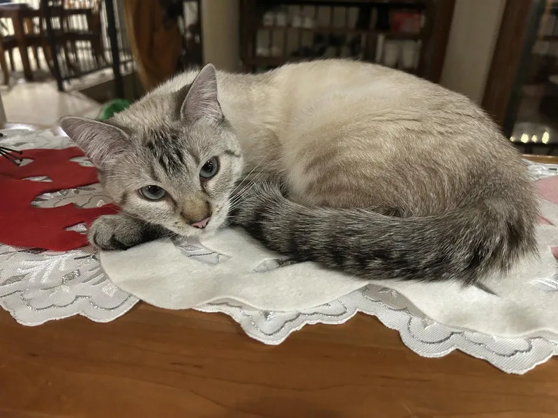 An adult medium-sized female Domestic Medium Hair cat named Double Mini for adoption in Colorado Springs, CO