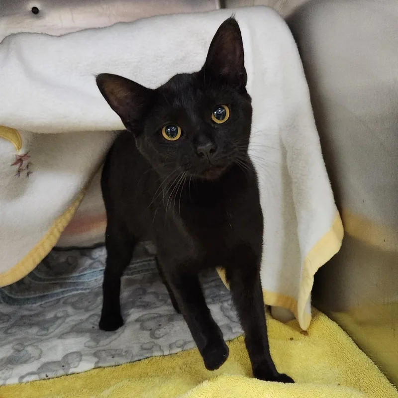 A baby medium-sized female Black Domestic Short Hair cat named Fish Face for adoption in Grand Rapids, MI