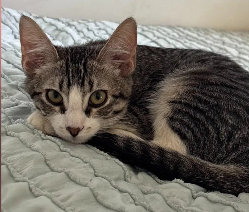 A baby large-sized female Domestic Short Hair cat named Mini for adoption in San Jacinto, CA