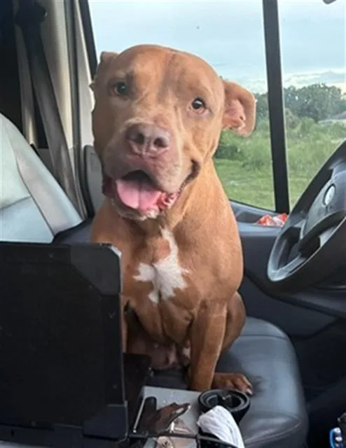An adult large-sized female Pit Bull Terrier dog named Tiki for adoption in Fort Myers, FL