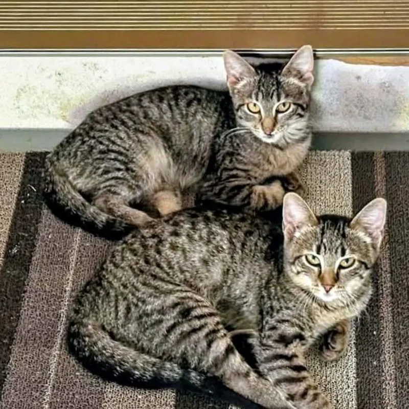 A young small-sized female Brown / Chocolate Domestic Short Hair cat named Shirley for adoption in Mondovi, WI