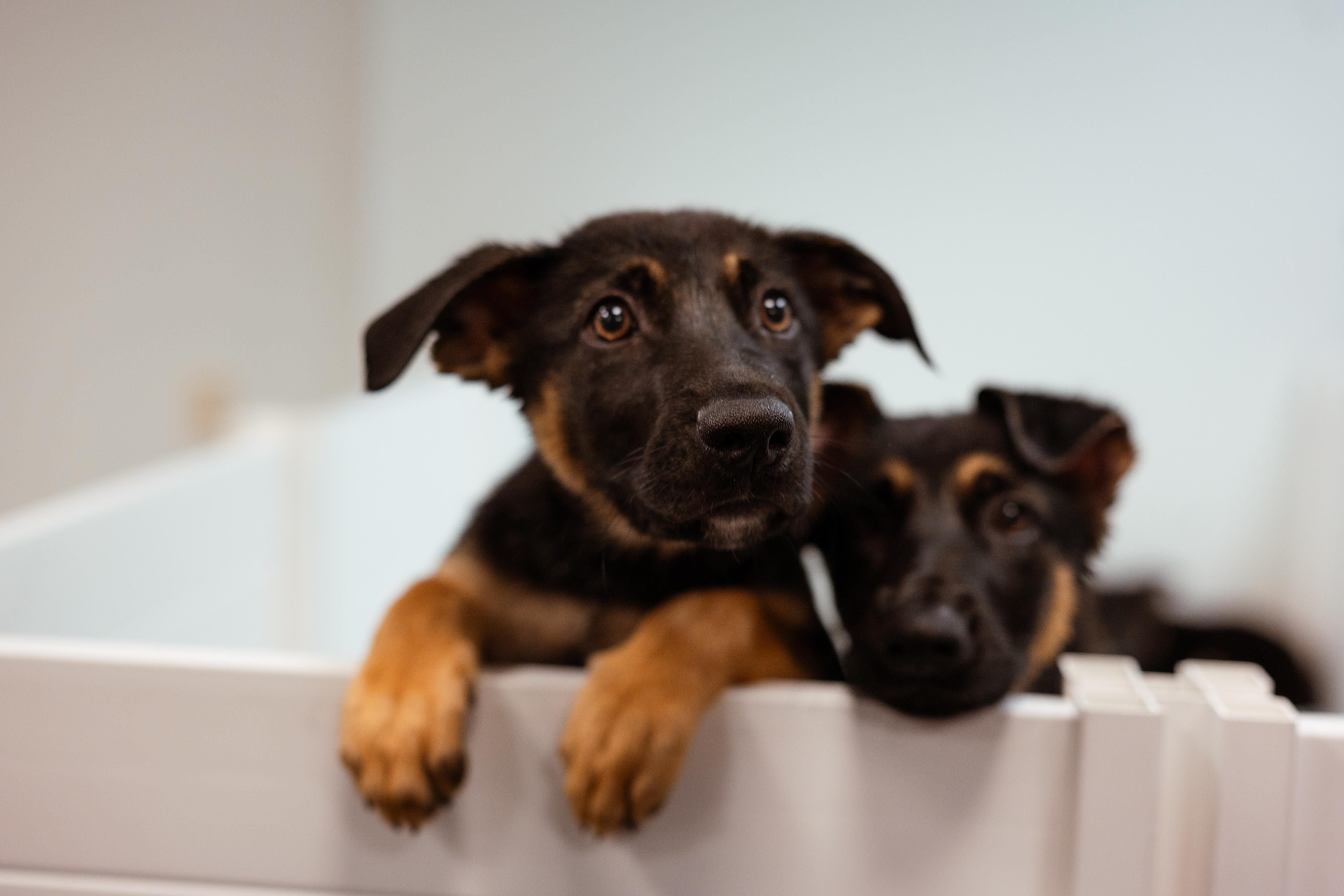 A baby large-sized male German Shepherd Dog dog named Baloo for adoption in Avon, CT