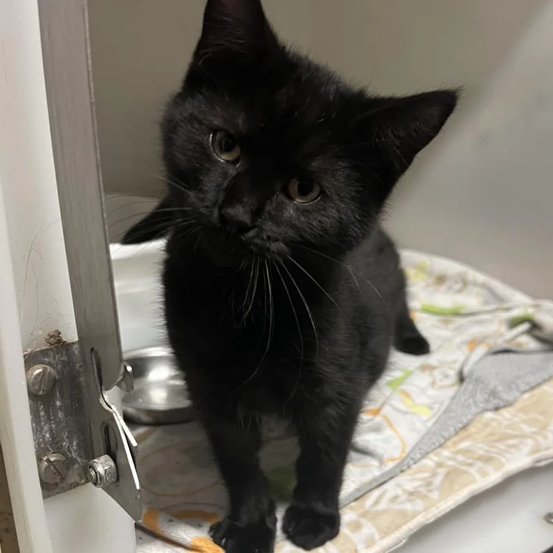 A young medium-sized male Black Domestic Short Hair cat named Landyn for adoption in St. Paul, MN