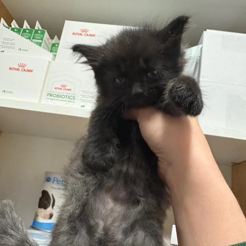 A baby small-sized female Domestic Medium Hair cat named Tarot for adoption in Chattanooga, TN