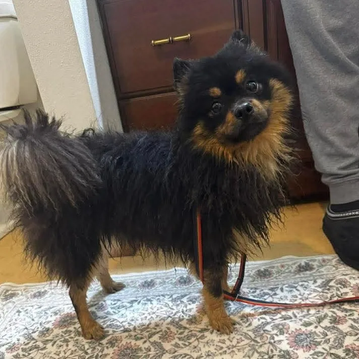 An adult small-sized male Pomeranian dog named Max for adoption in East Peoria, IL