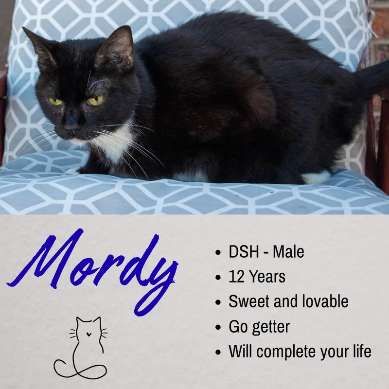 Mordy