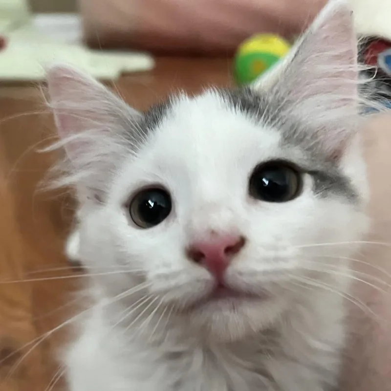 A baby small-sized female White Domestic Short Hair cat named Lada for adoption in Wilmington, DE